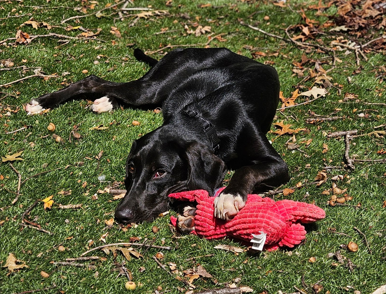 adoptable Dog in Woodbury, NY named ENZO