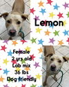 adoptable Dog in , NY named LEMON