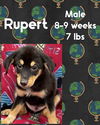 RUPERT