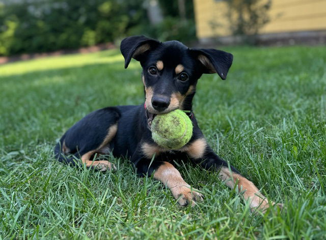 adoptable Dog in Woodbury, NY named RUPERT