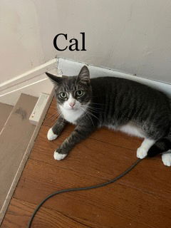 adoptable Cat in Woodbury, NY named CAL