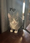 adoptable Cat in Woodbury, NY named PIP