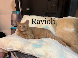 adoptable Cat in Woodbury, NY named RAVIOLLI