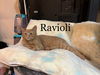 adoptable Cat in , NY named RAVIOLLI