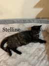 adoptable Cat in , NY named STELLINE