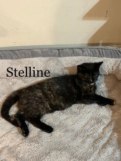 STELLINE