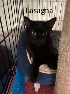 adoptable Cat in Woodbury, NY named LASAGNA