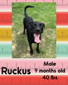 RUCKUS