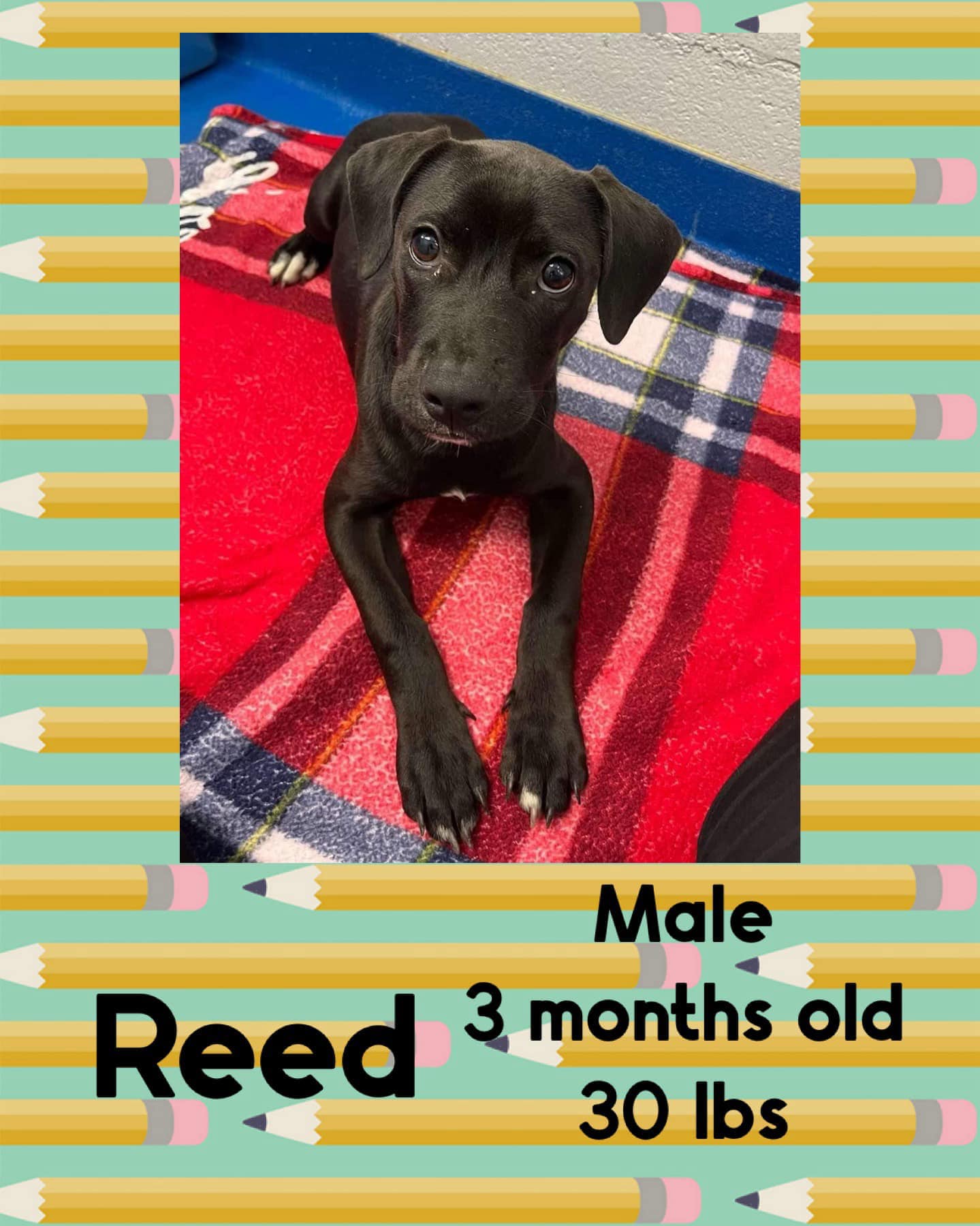 adoptable Dog in Woodbury, NY named REED