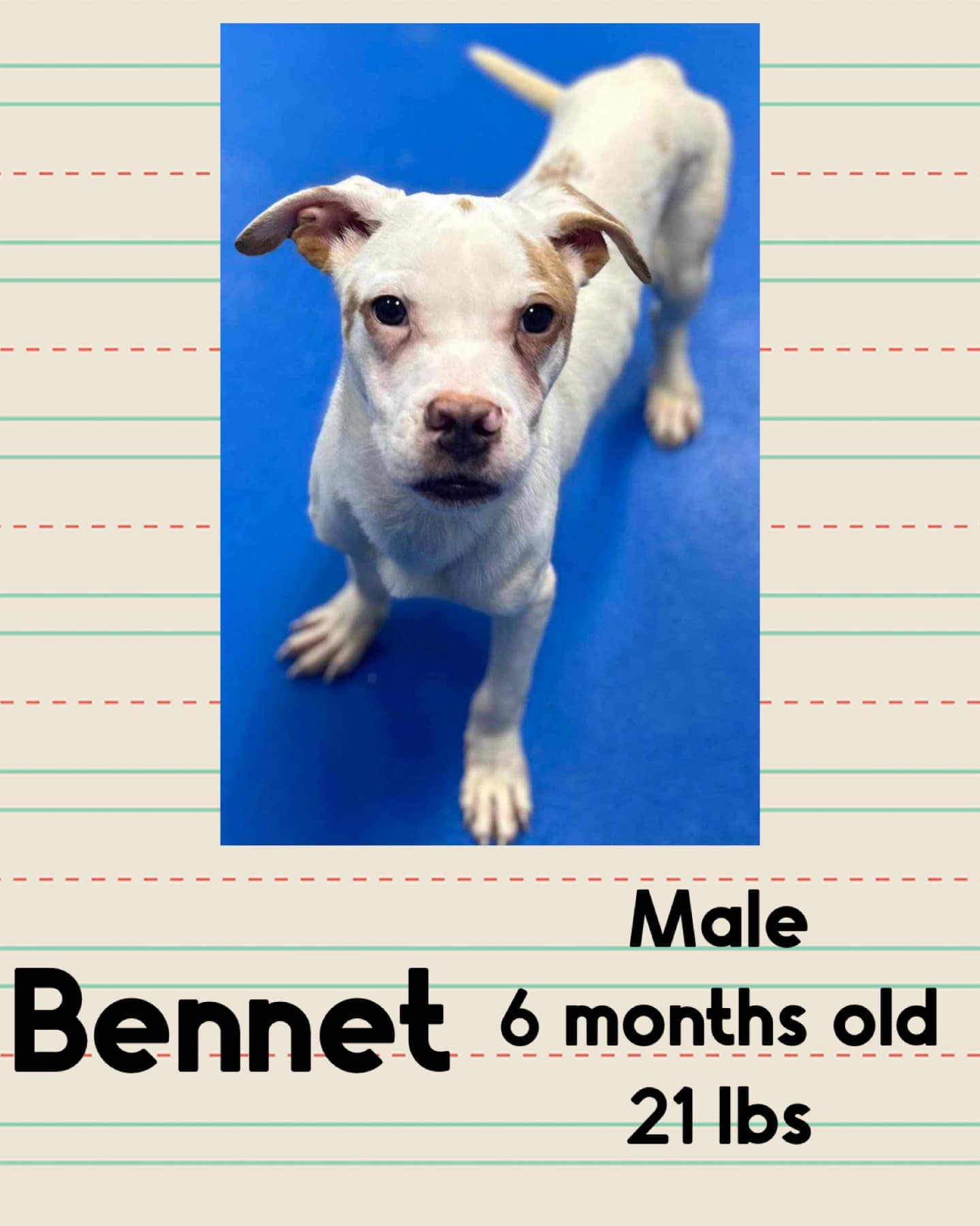 adoptable Dog in Woodbury, NY named BENNET