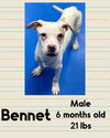 adoptable Dog in , NY named BENNET