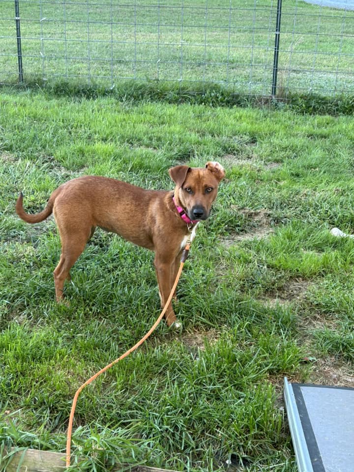 adoptable Dog in Woodbury, NY named SHY