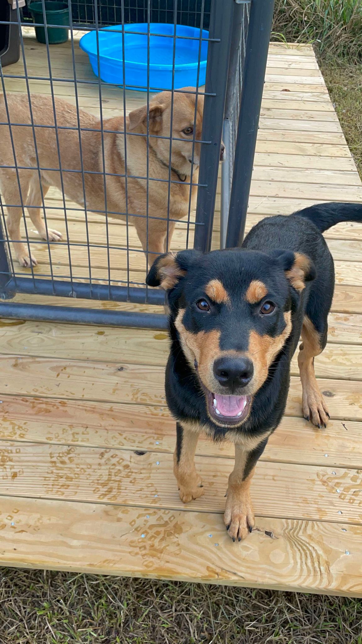 adoptable Dog in Woodbury, NY named TEDDY