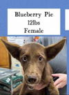 adoptable Dog in Woodbury, NY named BLUEBERRY PIE