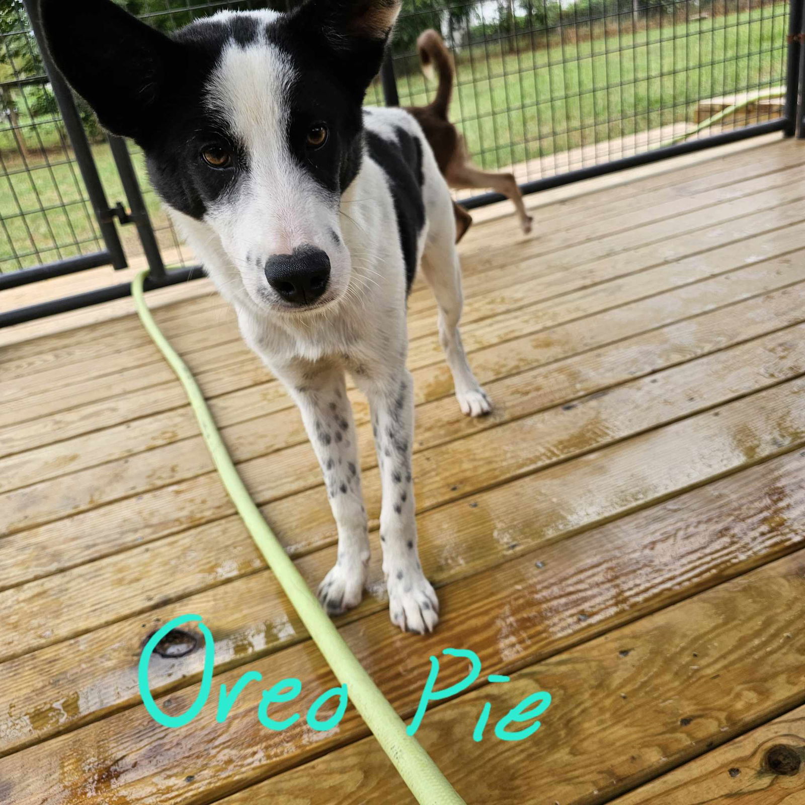 adoptable Dog in Woodbury, NY named OREO PIE