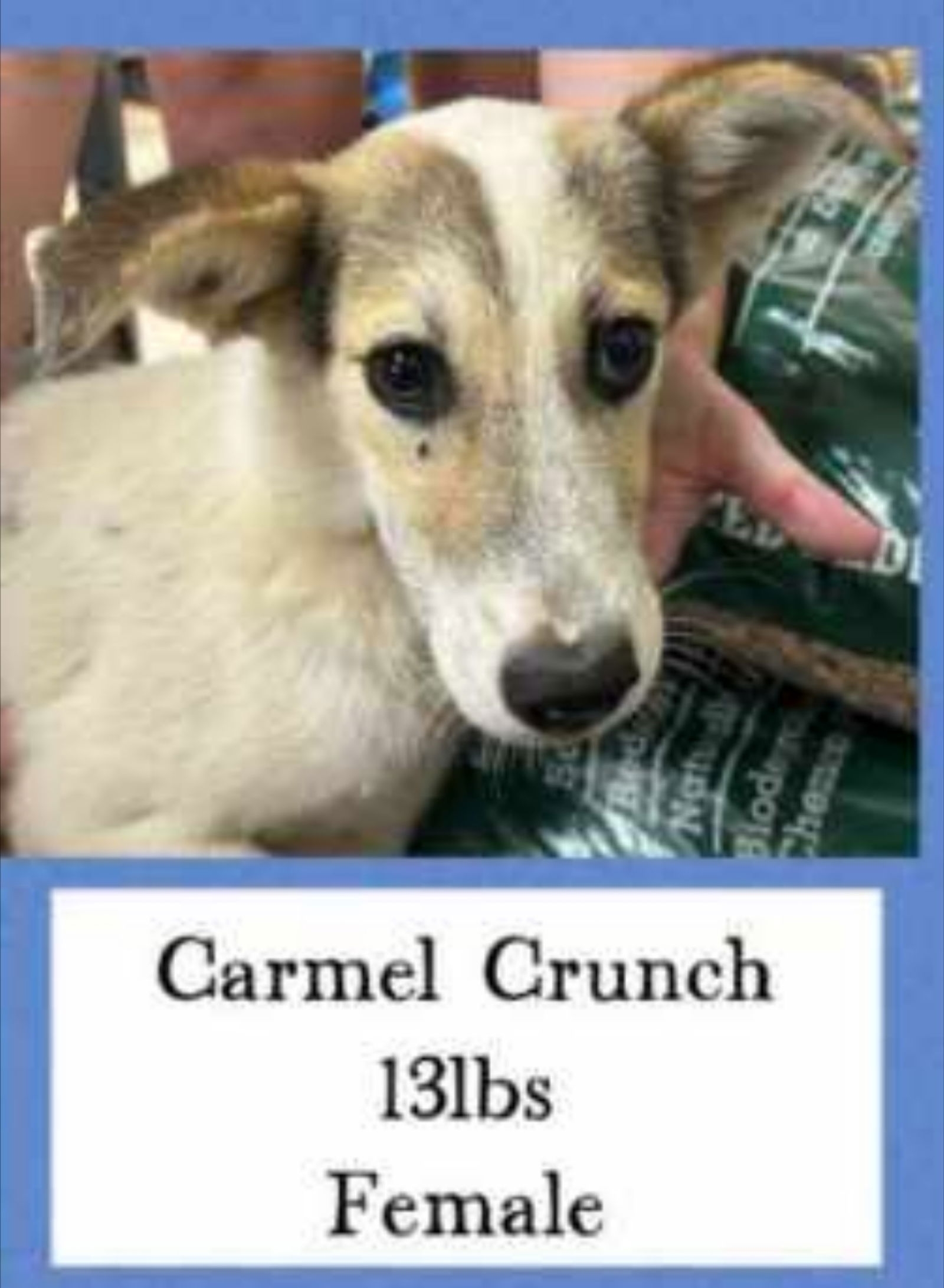 adoptable Dog in Woodbury, NY named CARMEL CRUNCH