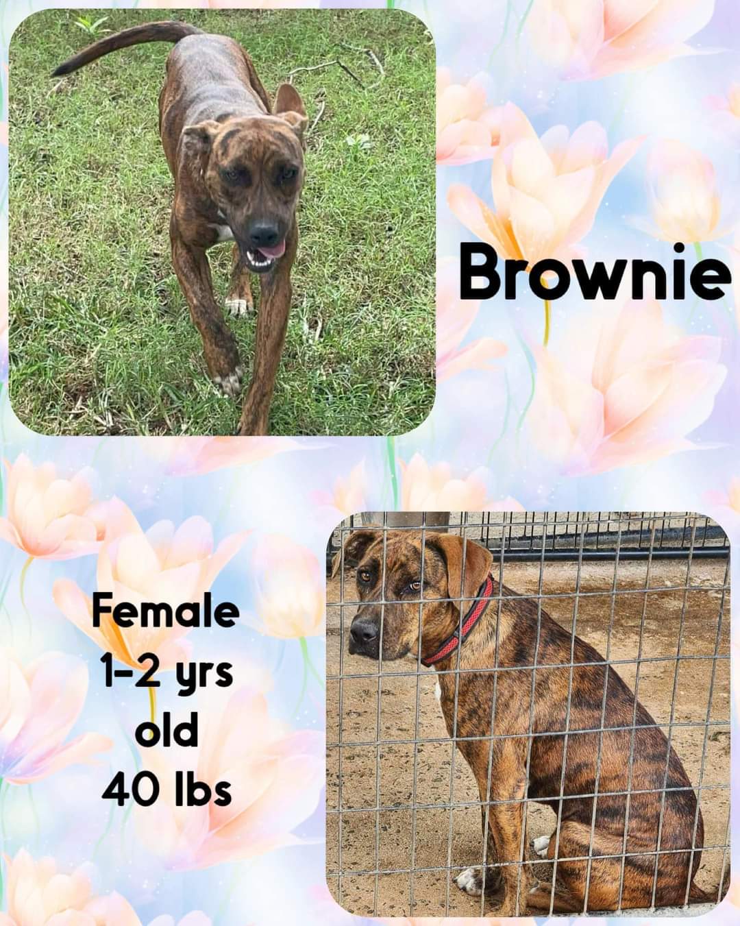 adoptable Dog in Woodbury, NY named BROWNIE