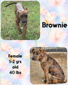 adoptable Dog in  named BROWNIE