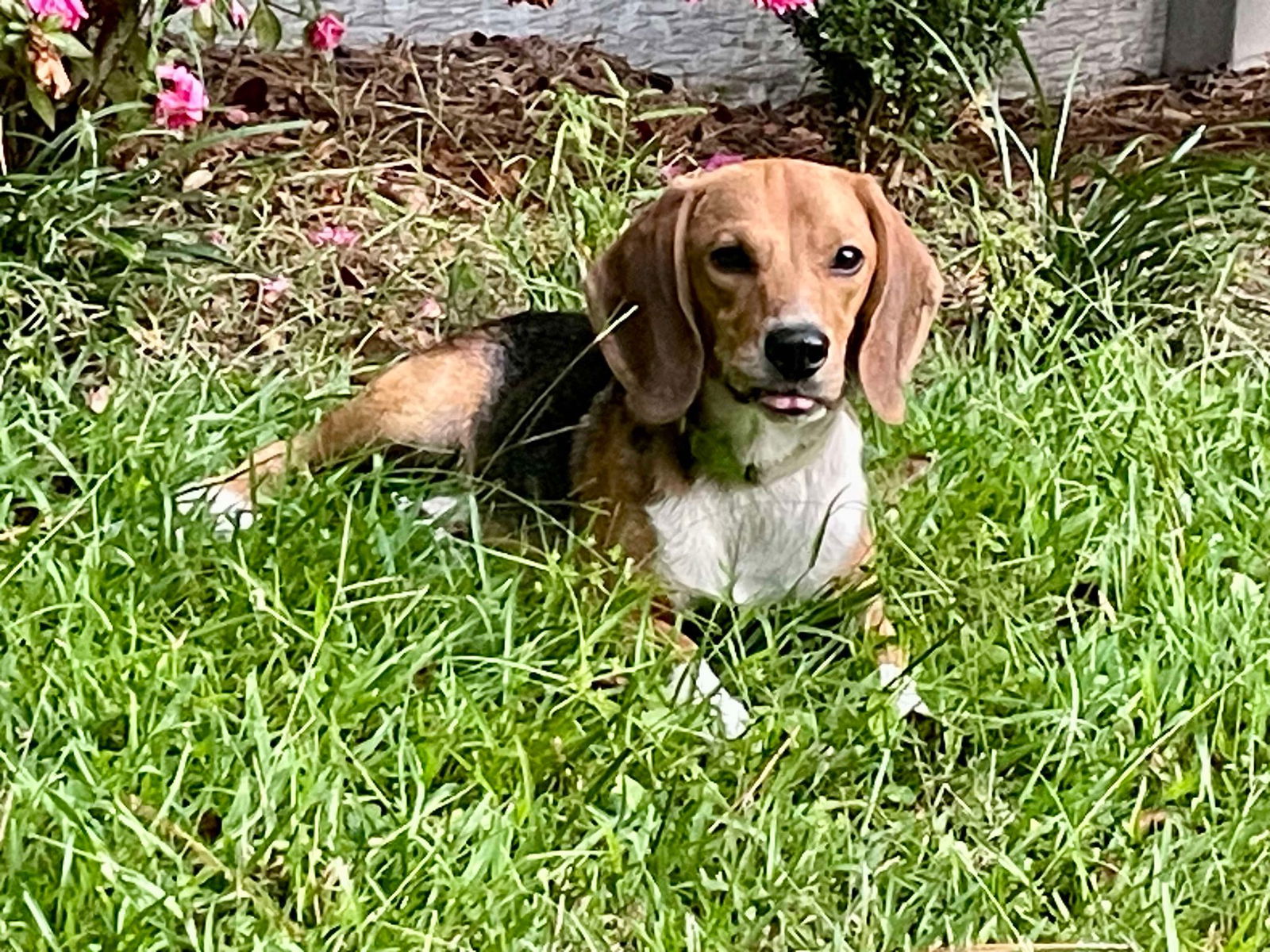 adoptable Dog in Woodbury, NY named CHEVY