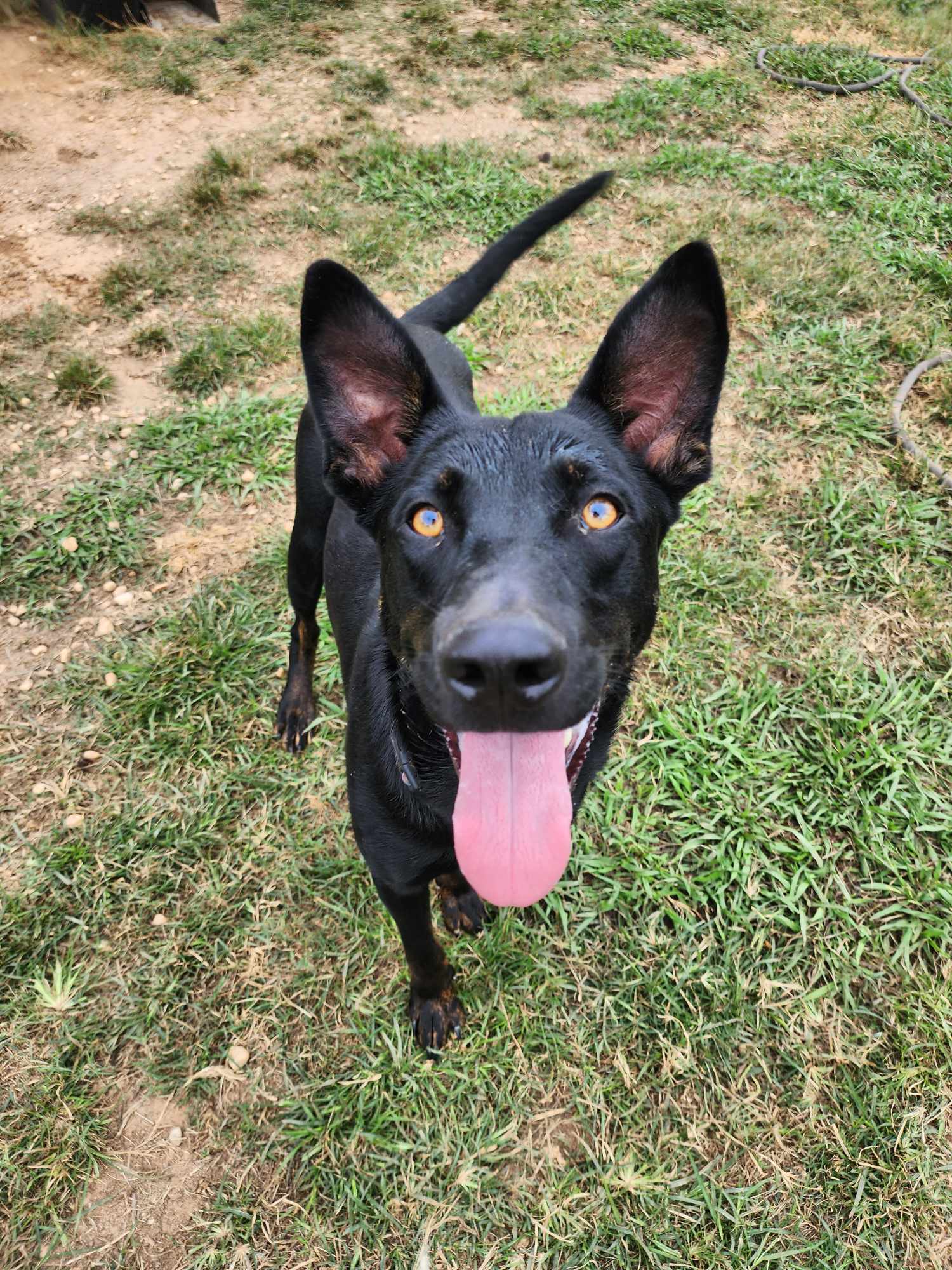 adoptable Dog in Woodbury, NY named MASON