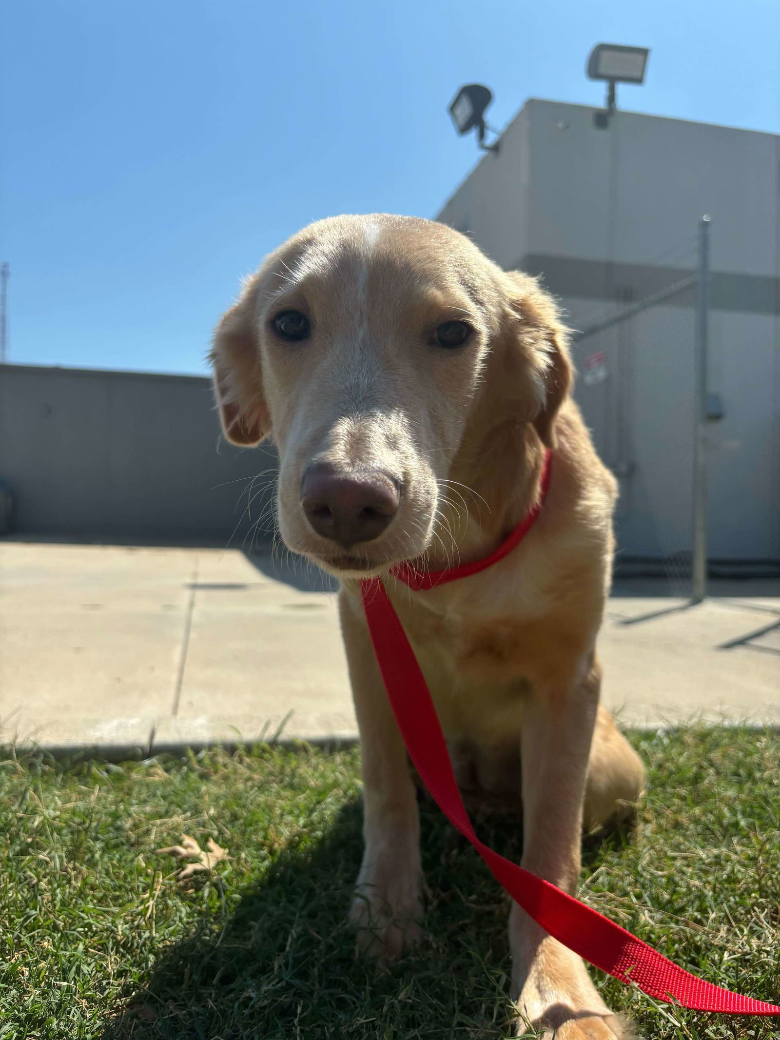 adoptable Dog in Woodbury, NY named DAKOTA