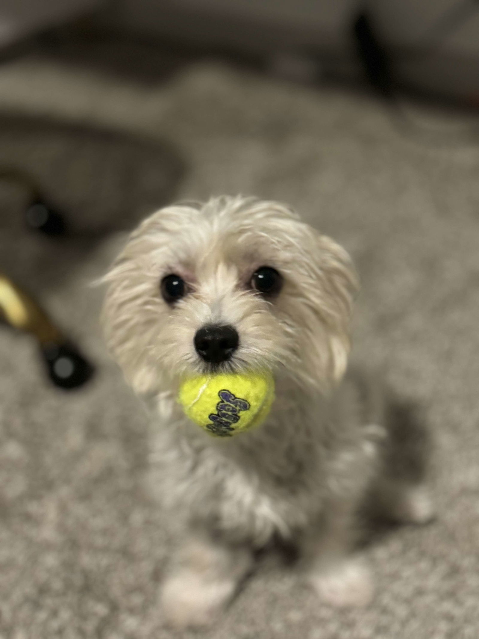 adoptable Dog in Woodbury, NY named BETTY JO