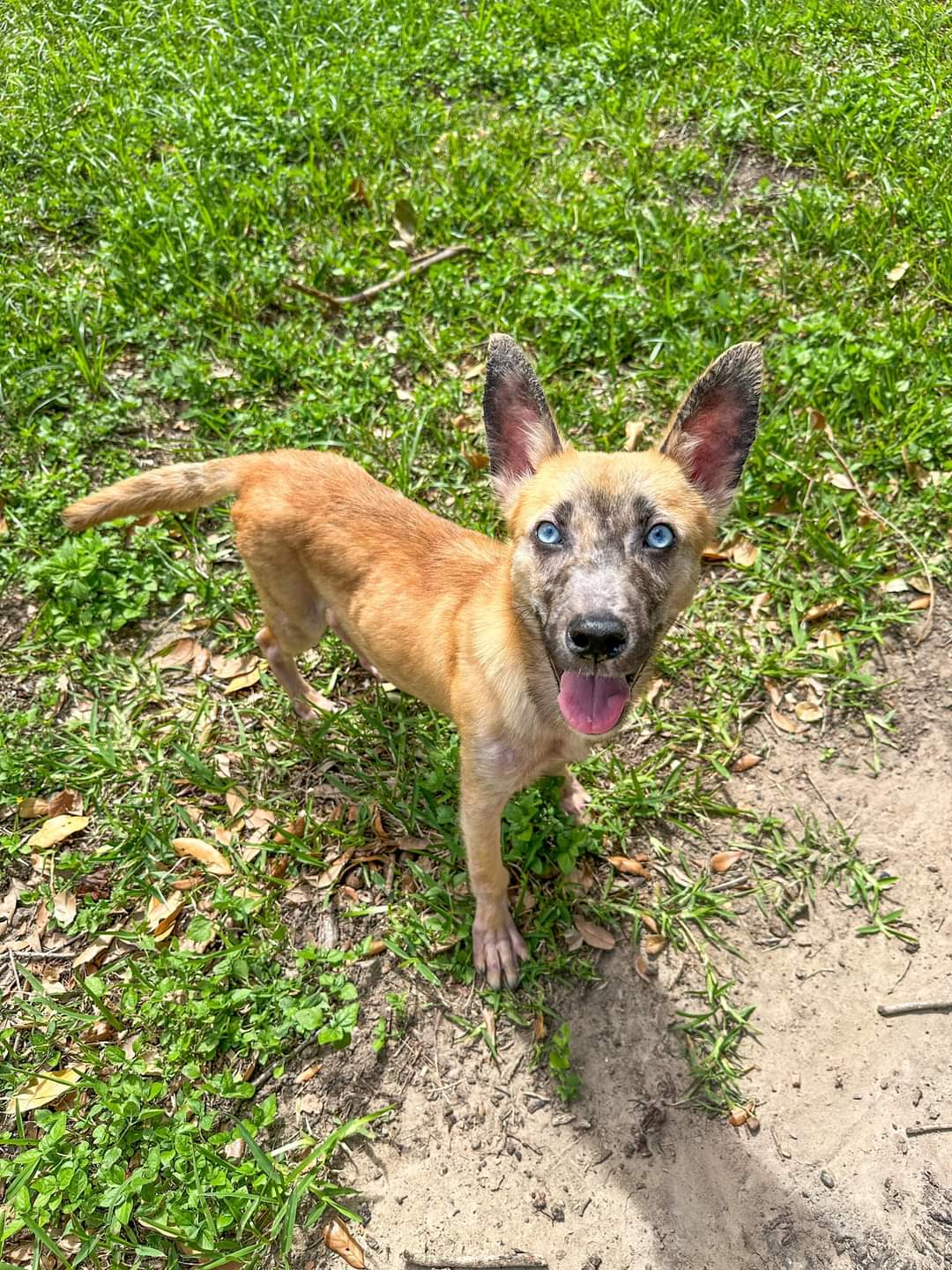 adoptable Dog in Woodbury, NY named UKI