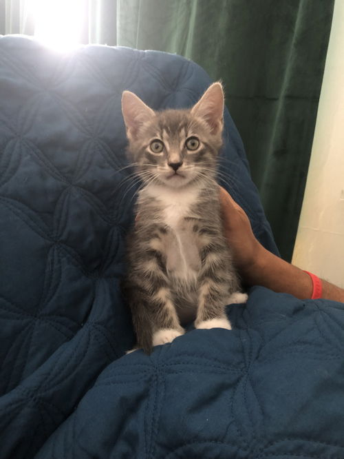 JASPER DSH
