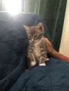 JASPER DSH