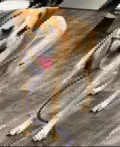 TAG