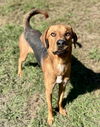 adoptable Dog in , SC named ARLO