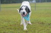 adoptable Dog in , SC named EEYORE