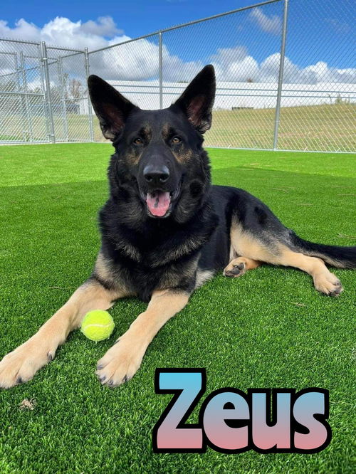 ZEUS