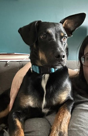 RALPHIE RAMON, an adoptable Unknown breed in Holbrook , NY