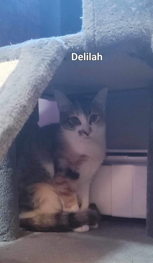 DELILAH