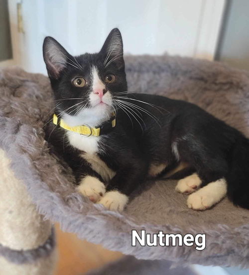 NUTMEG