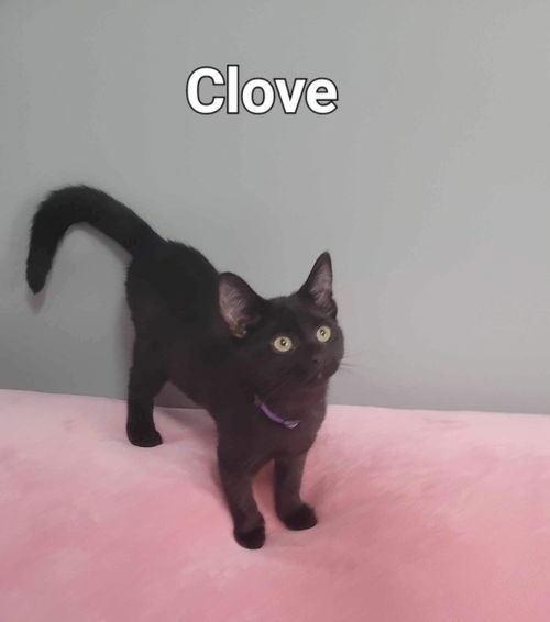 CLOVE