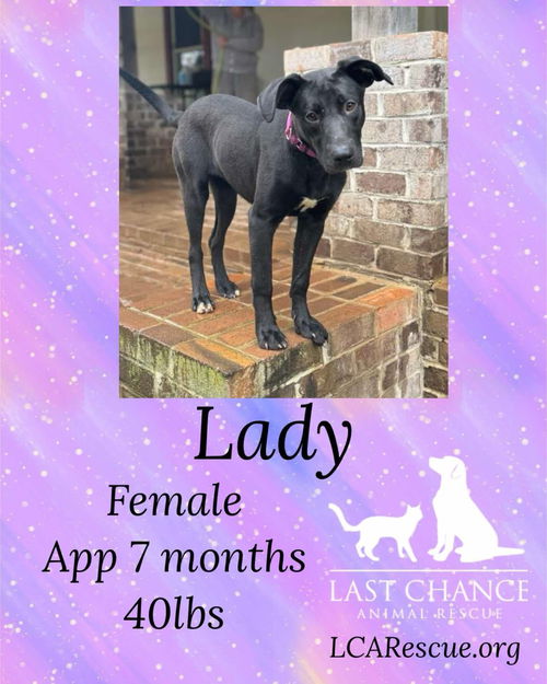 LADY