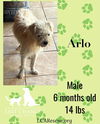 ARLO