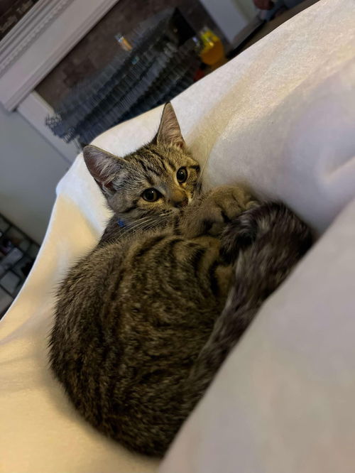 PECAN