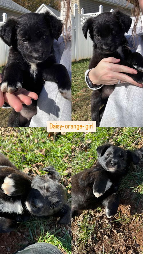 DAISY