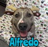 ALFREDO