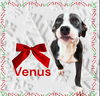 VENUS