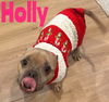 HOLLY