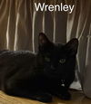 WRENLEY