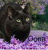 OONA