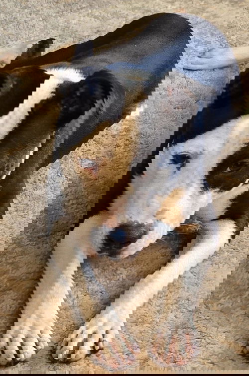 CANE
