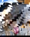 CANE