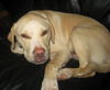 BUCKLEY