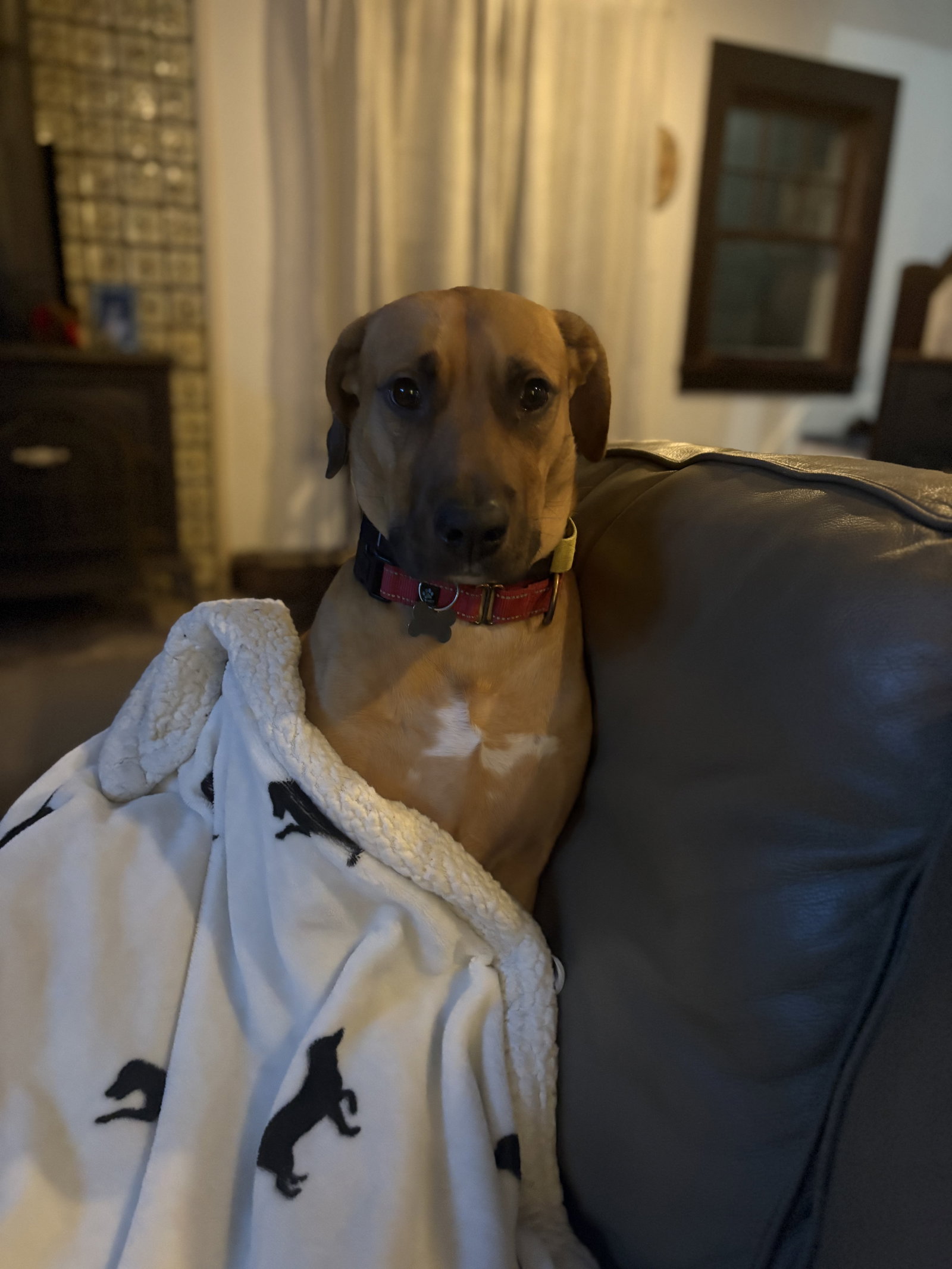 DAMIEN aka BUDDY Image